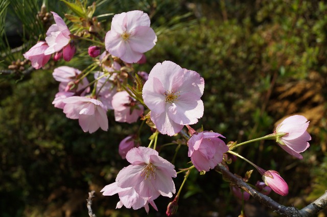 桜「旭山」