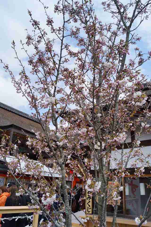 地主桜