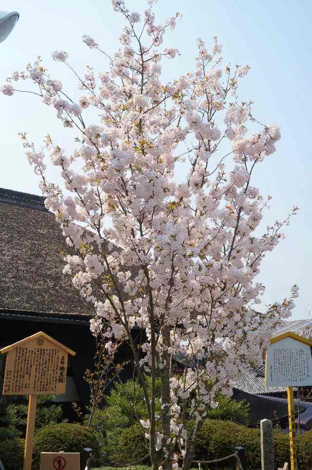 地主神社「地主桜」