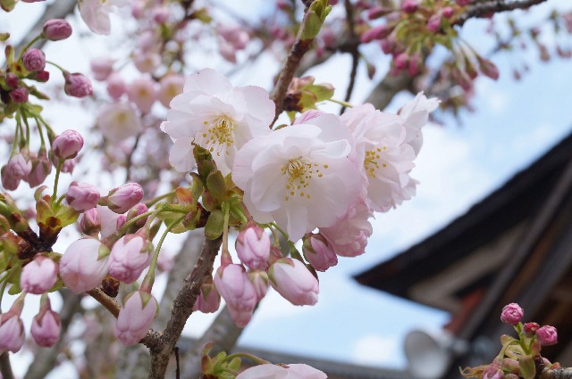 地主桜