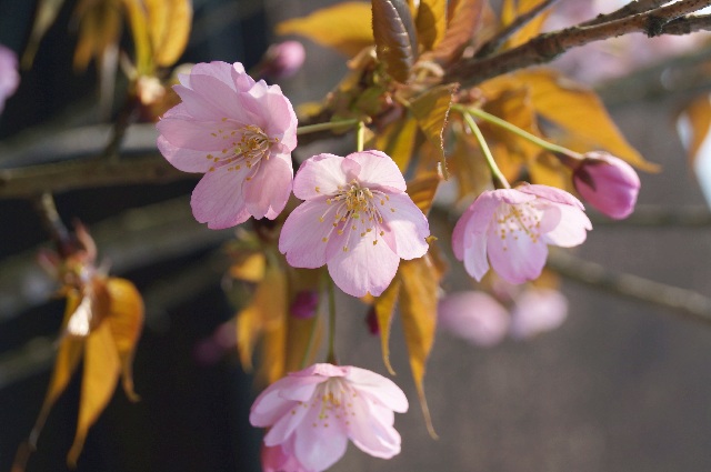 桜「八重紫」