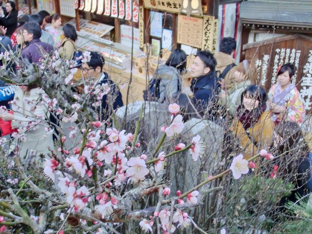 地主神社「梅」の花