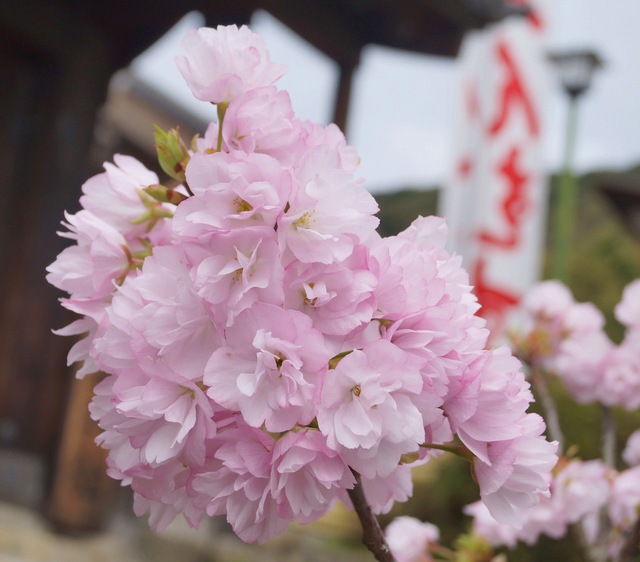 旭山桜