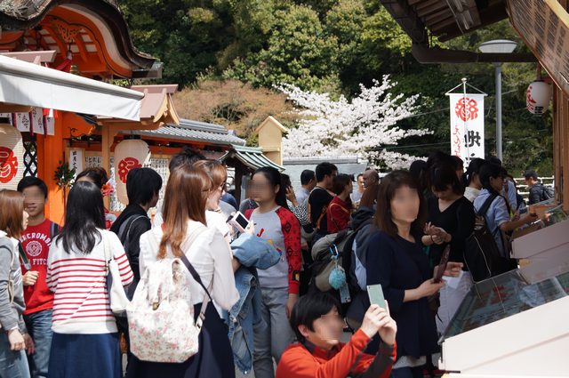 地主神社境内 ソメイヨシノ