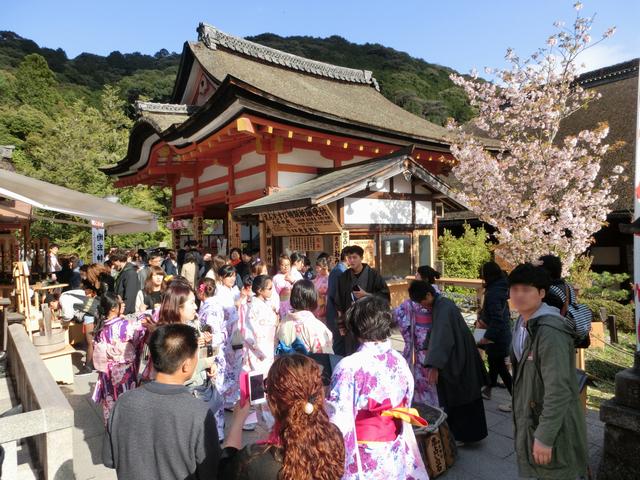 地主神社境内「地主桜」