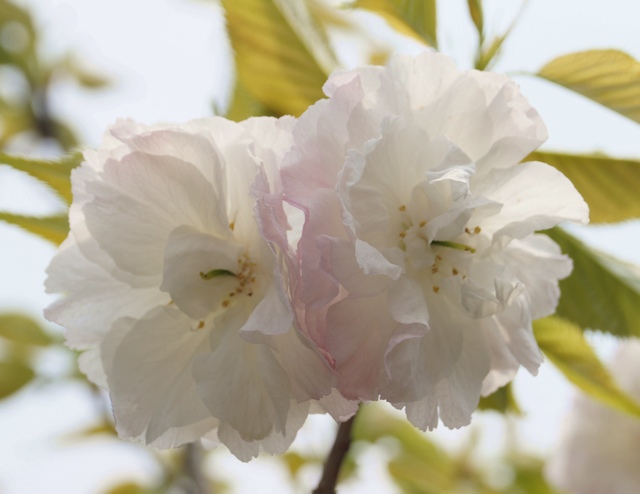 松月桜