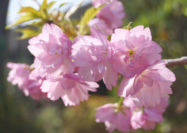 八重桜 旭山