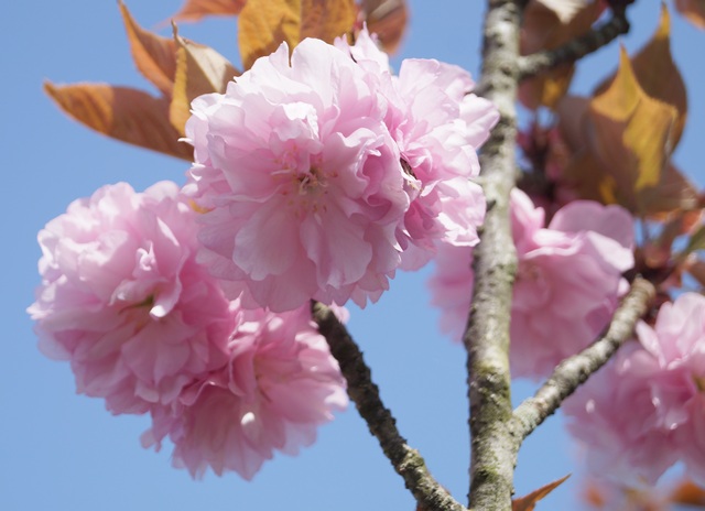 普賢象桜