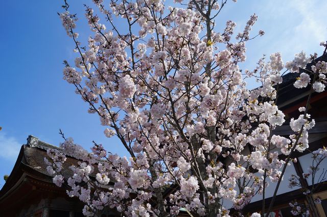 地主神社境内「地主桜」