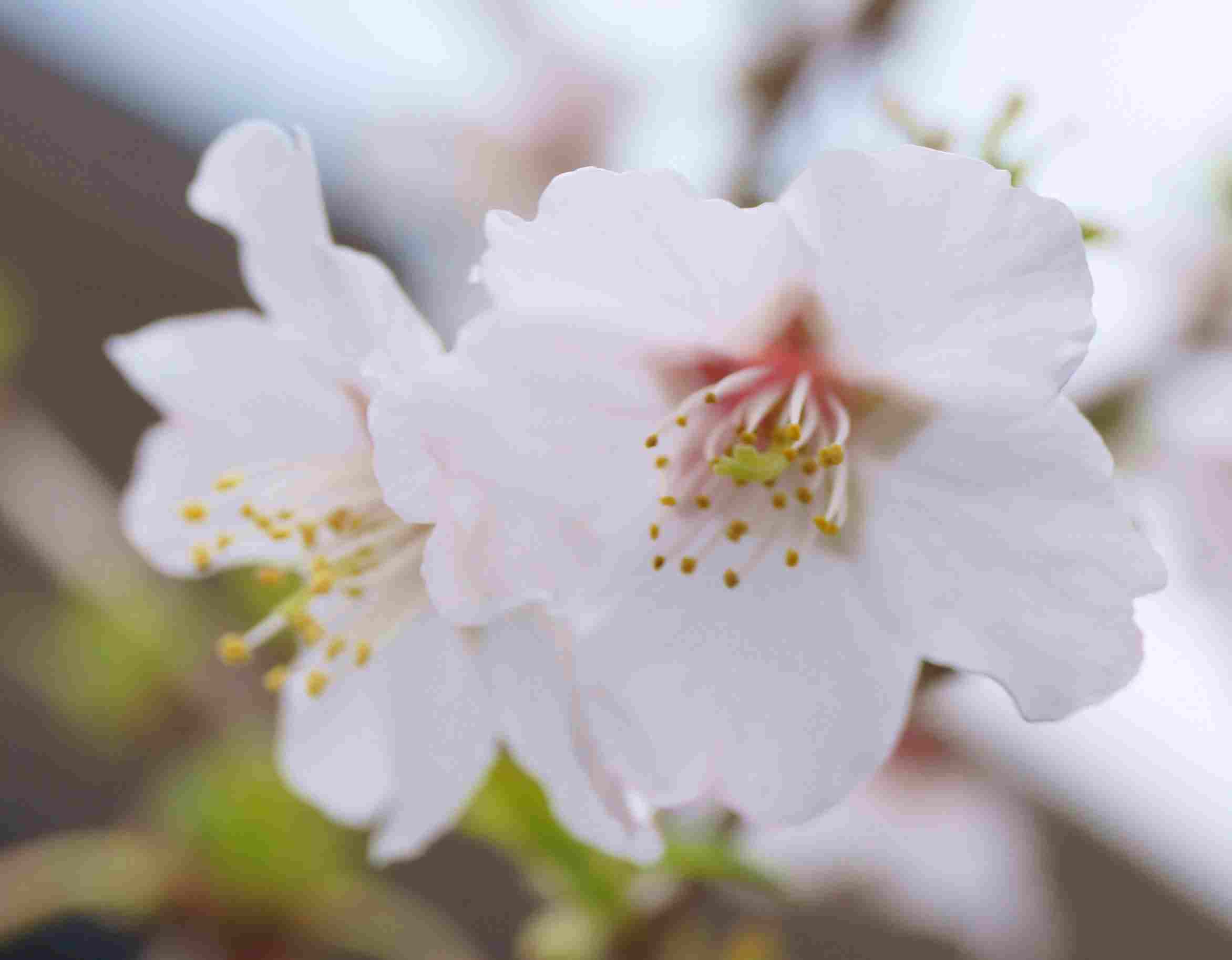 豆桜（富士桜）