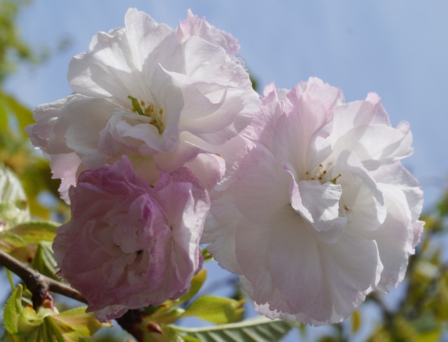 八重桜 松月