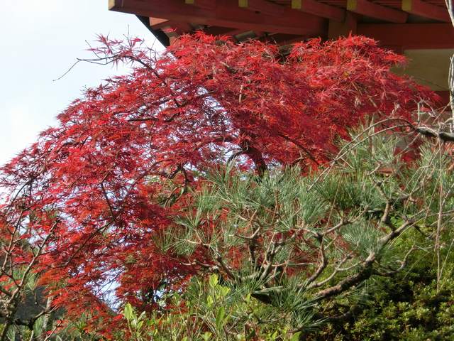 しだれ紅葉