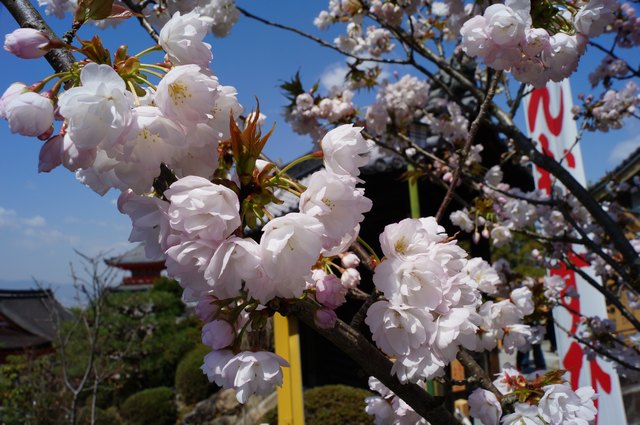 八重桜 旭山