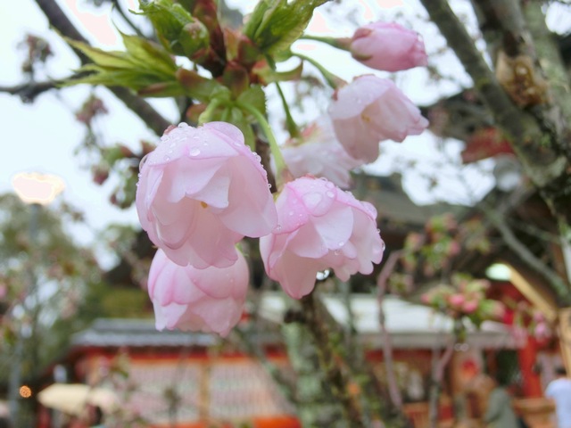 地主神社境内「地主桜」