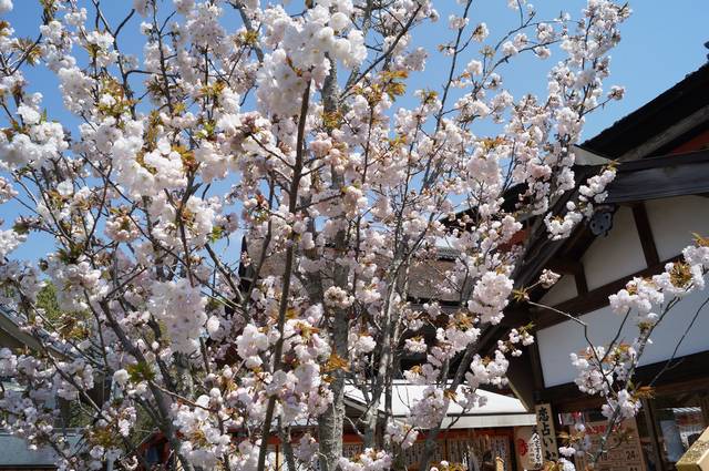 地主桜