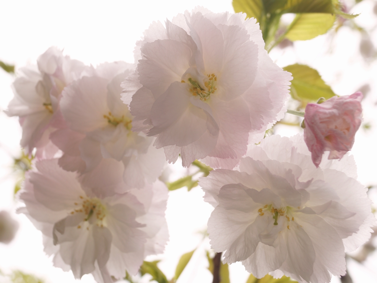 八重桜「松月」