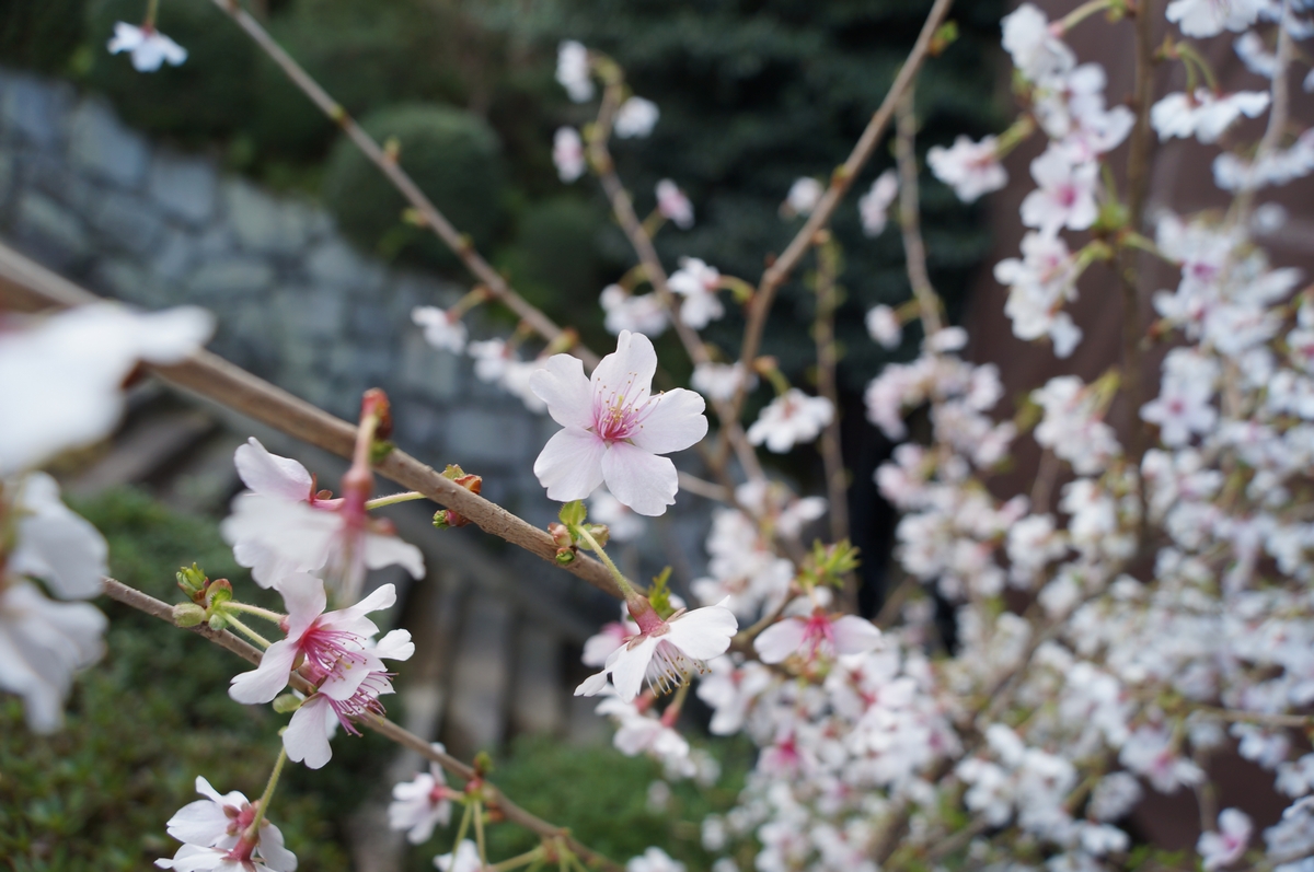 豆桜（富士桜）