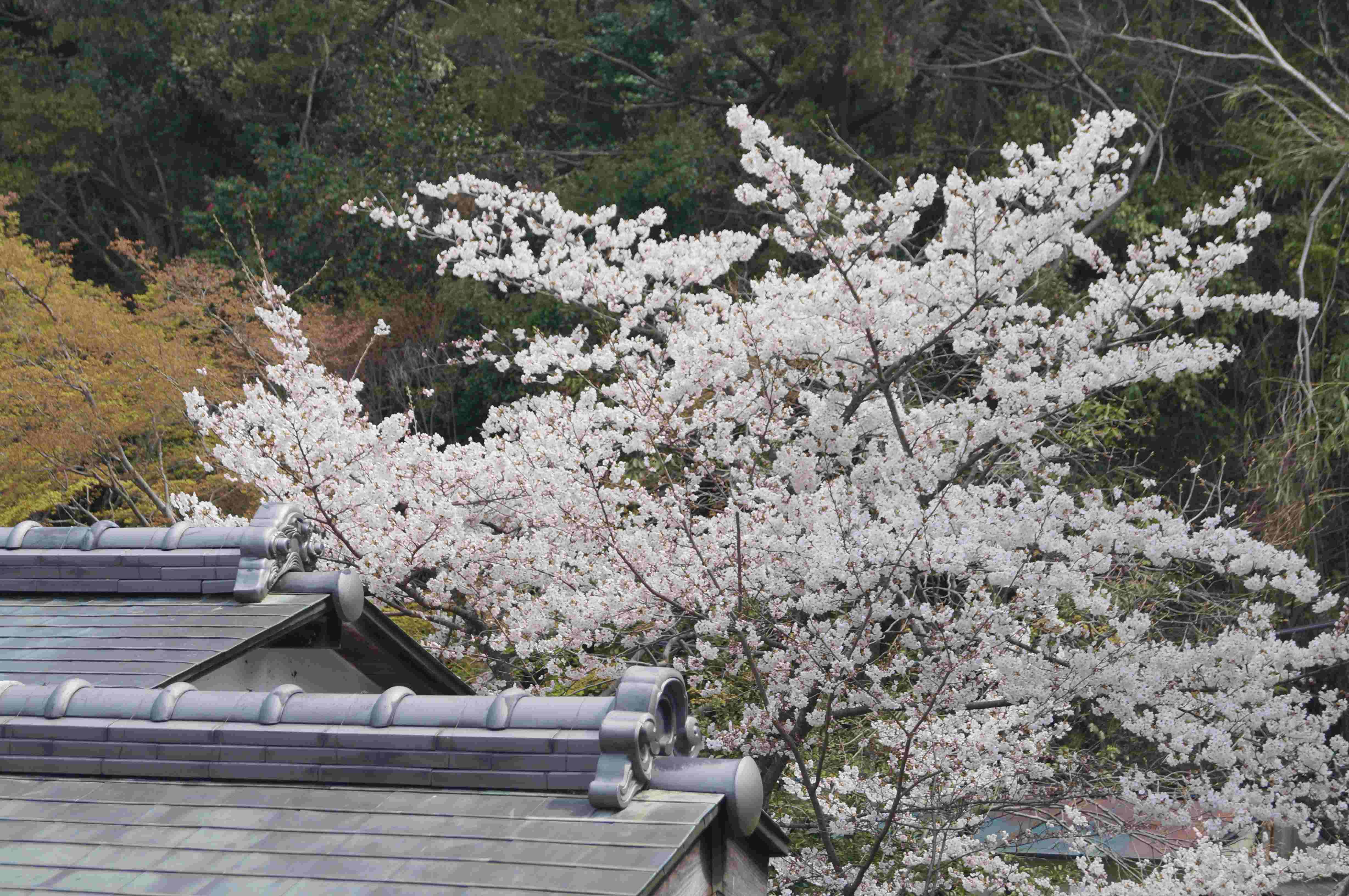 地主神社境内「地主桜」